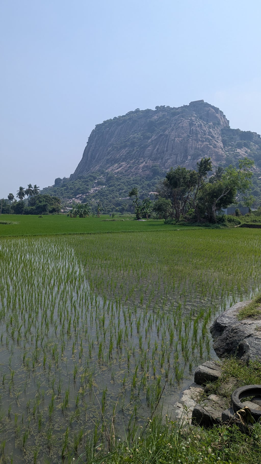 Google Pixel 7 — 7mm • ƒ/1.9 • 1/3145 • ISO 47