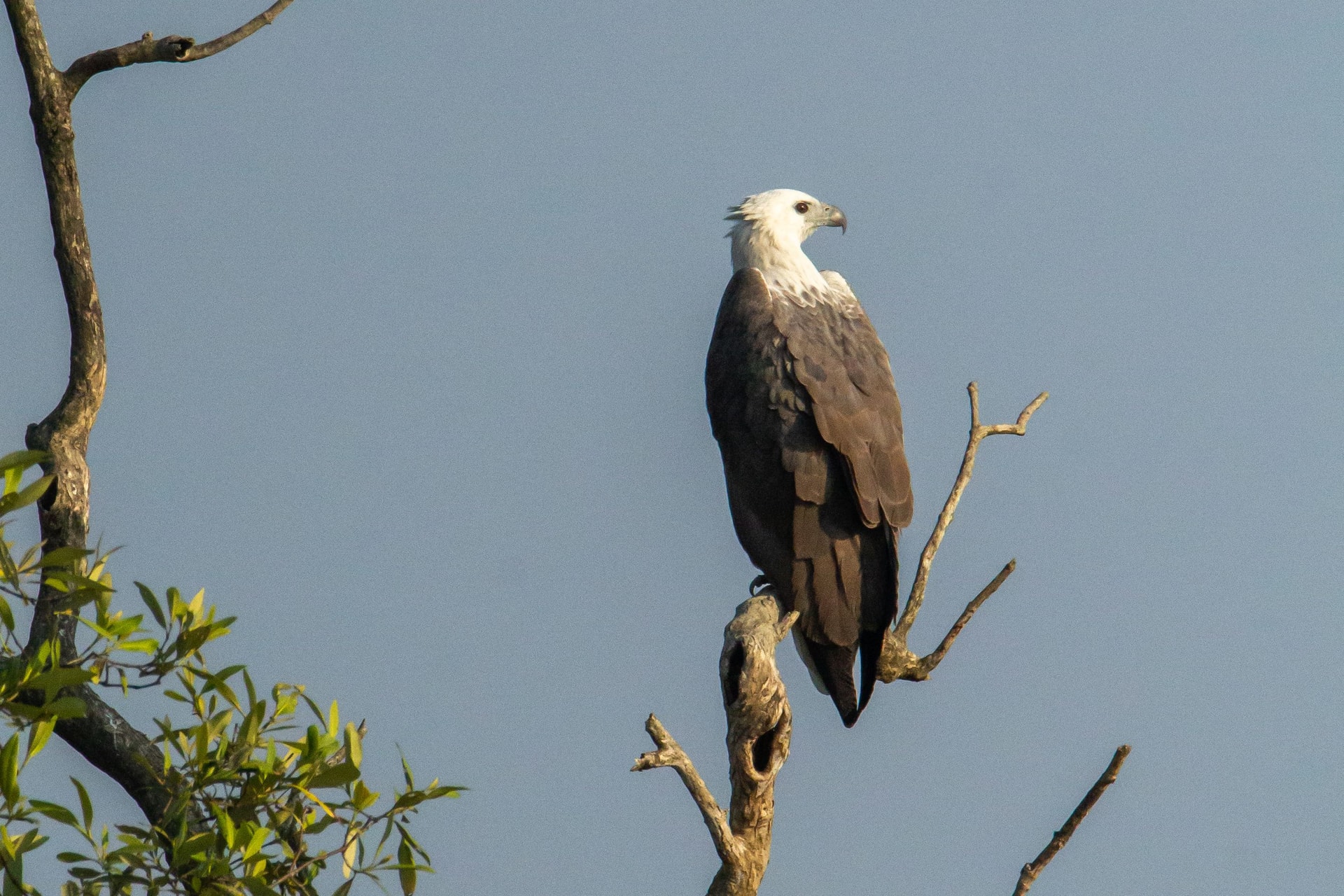 White-bellied Sea Eagle — Wings of the Tide: A Birdwatching Journey Through the Sundarbans