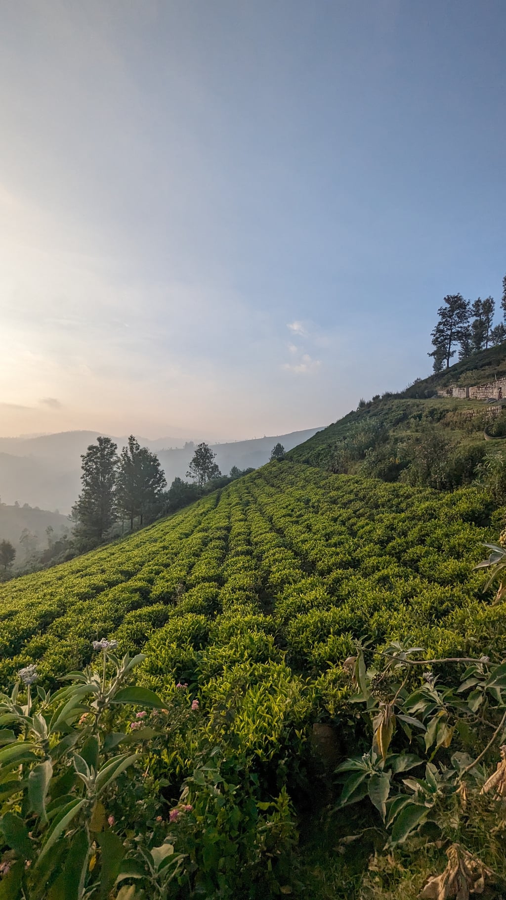 Ooty | Lovedale