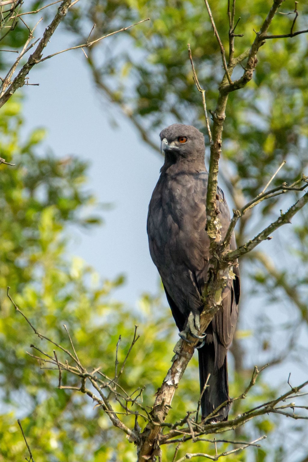 Grey-headed Fish Eagle — Wings of the Tide: A Birdwatching Journey Through the Sundarbans