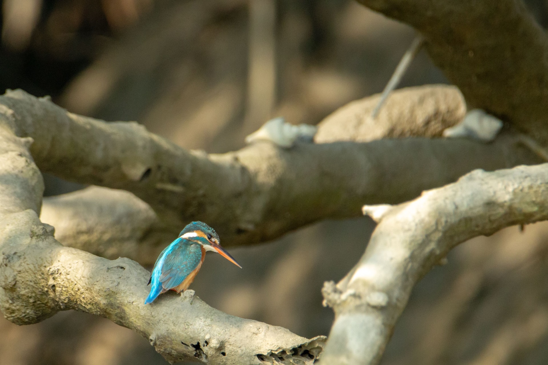 Common Kingfisher — Wings of the Tide: A Birdwatching Journey Through the Sundarbans