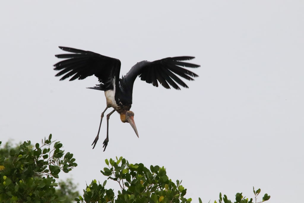 Lesser Adjutant Stork — Wings of the Tide: A Birdwatching Journey Through the Sundarbans