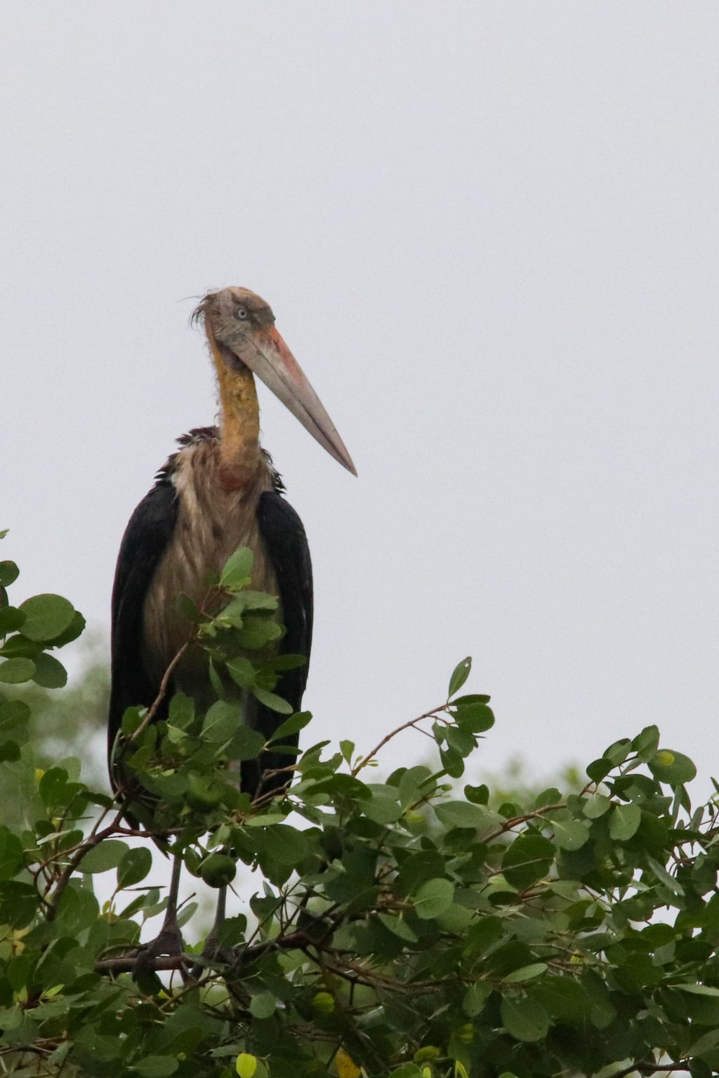 Lesser Adjutant Stork — Wings of the Tide: A Birdwatching Journey Through the Sundarbans