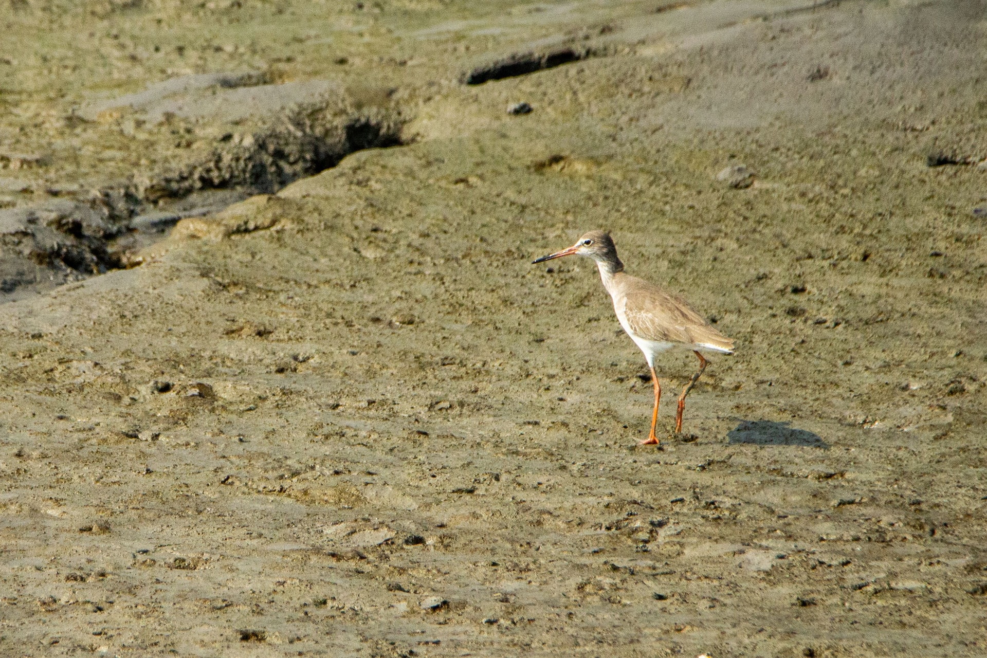 Common Redshank — Wings of the Tide: A Birdwatching Journey Through the Sundarbans