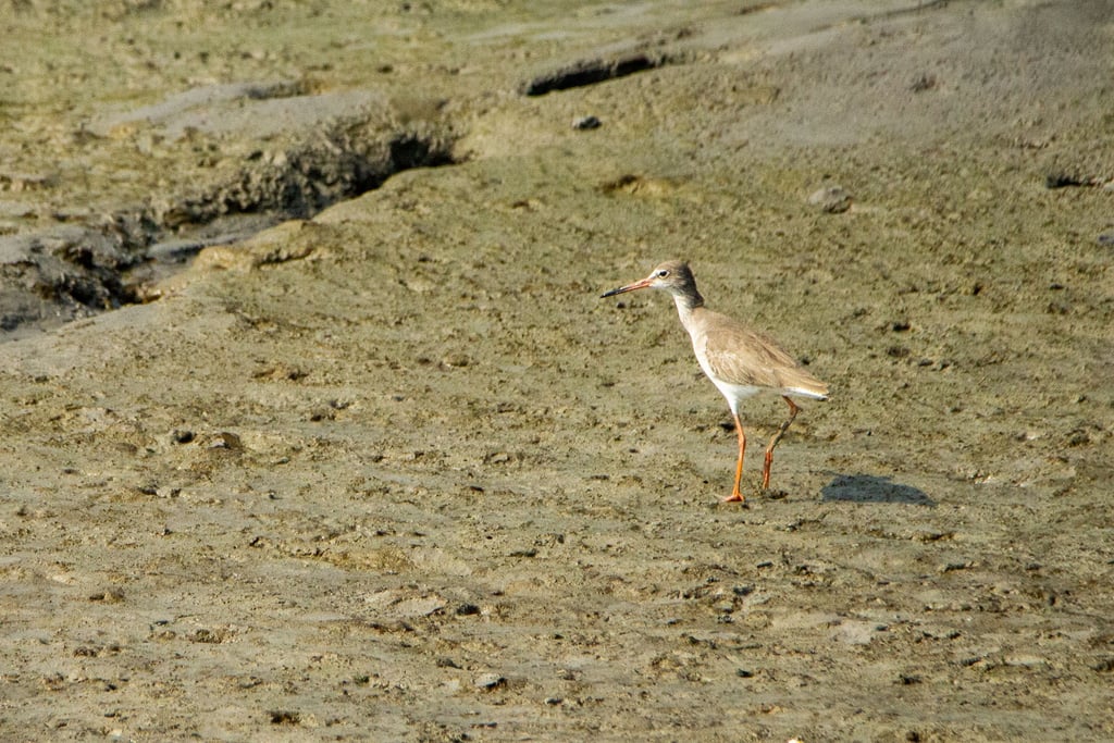 Common Redshank — Wings of the Tide: A Birdwatching Journey Through the Sundarbans