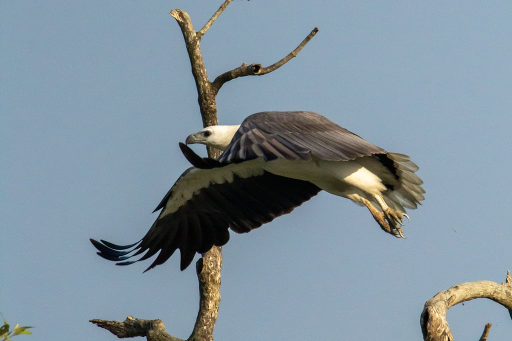 White-bellied Sea Eagle — Wings of the Tide: A Birdwatching Journey Through the Sundarbans