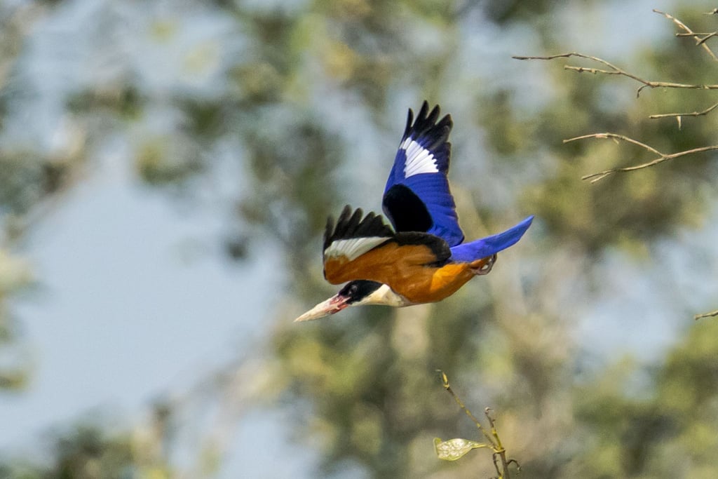 Black-capped Kingfisher (In Flight) — Wings of the Tide: A Birdwatching Journey Through the Sundarbans