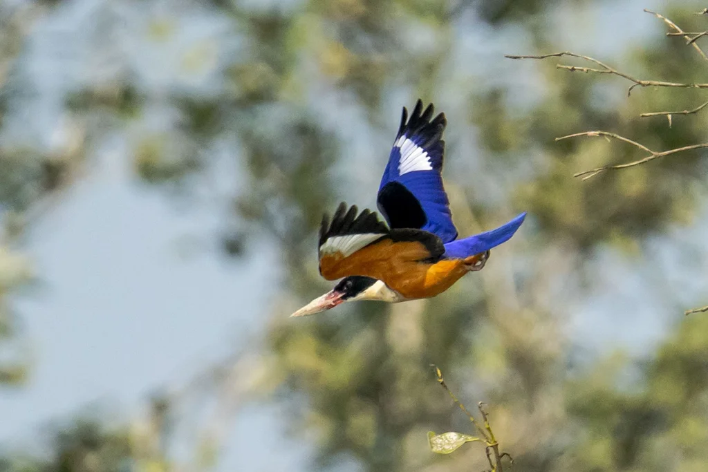 The Birds of Sundarbans