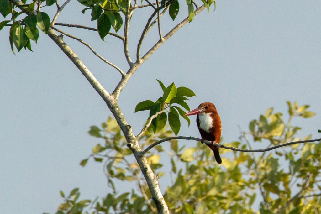 White-throated Kingfisher — Wings of the Tide: A Birdwatching Journey Through the Sundarbans