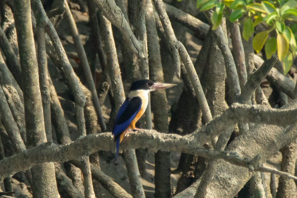 Black-capped Kingfisher — Wings of the Tide: A Birdwatching Journey Through the Sundarbans