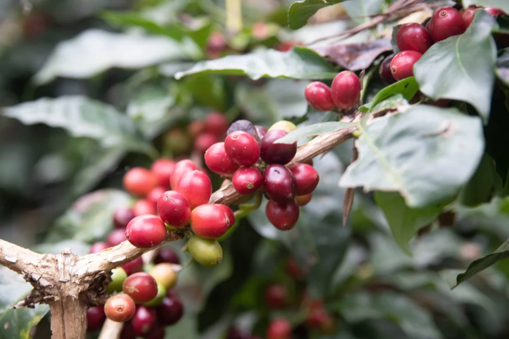 Chikmagalur Travel Guide: A Slow, Soulful Escape into Coffee Country | Road trip from Bangalore