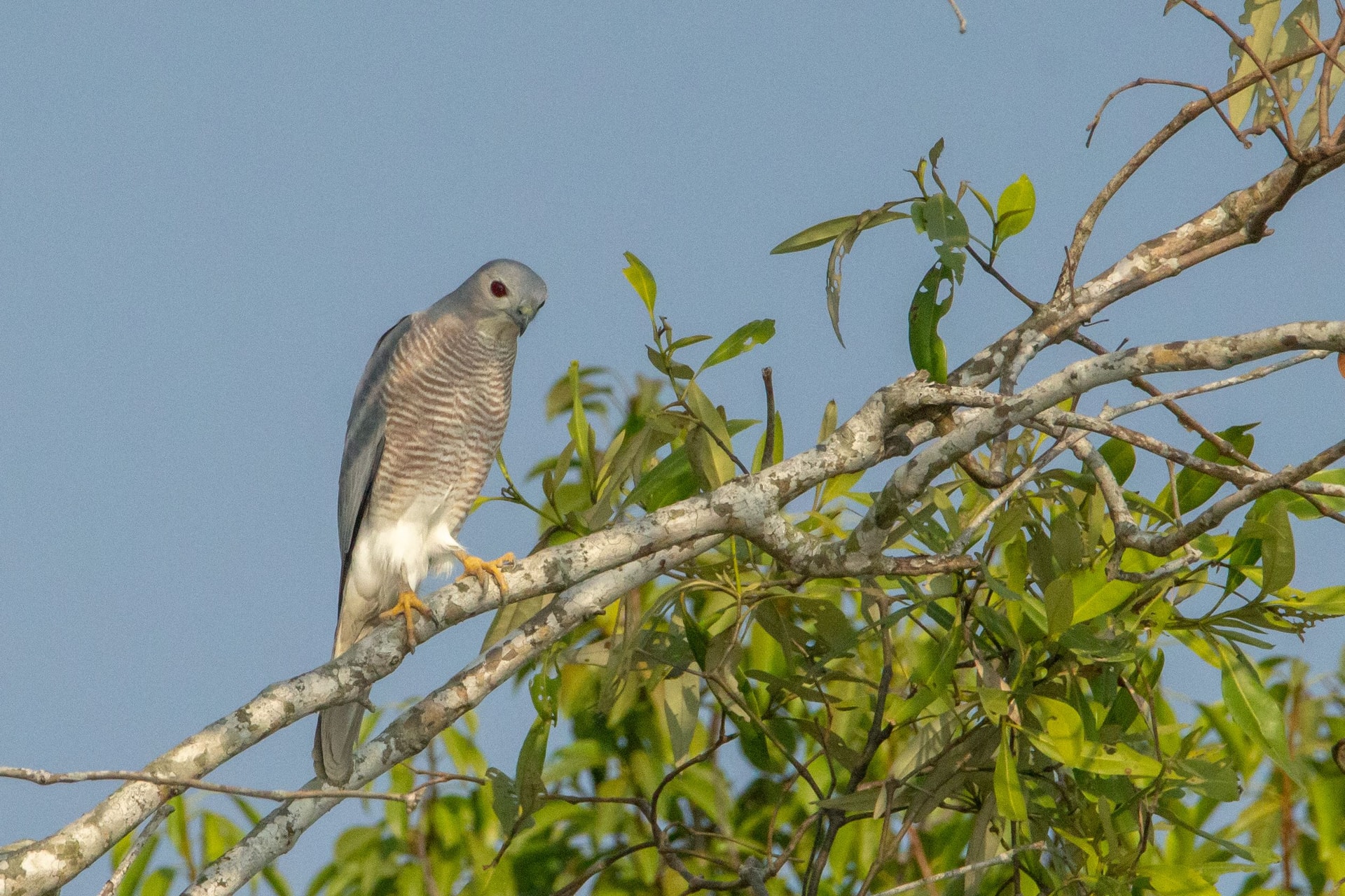 Shikra — Wings of the Tide: A Birdwatching Journey Through the Sundarbans