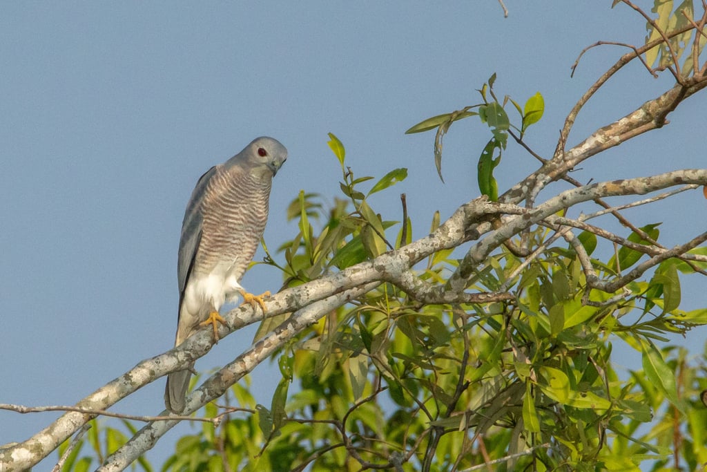 Shikra — Wings of the Tide: A Birdwatching Journey Through the Sundarbans