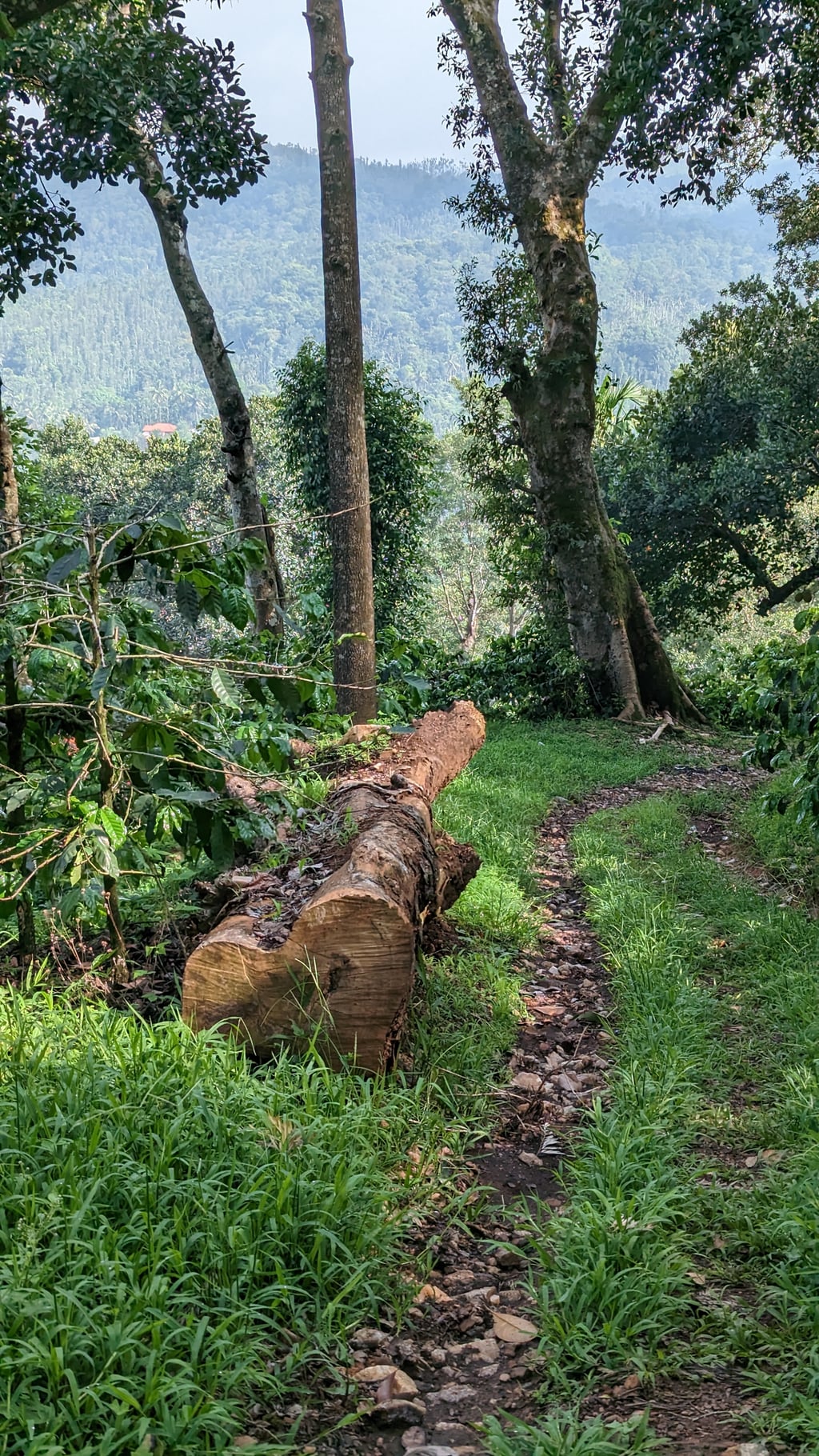 Google Pixel 7 — 7mm • ƒ/1.9 • 1/791 • ISO 47