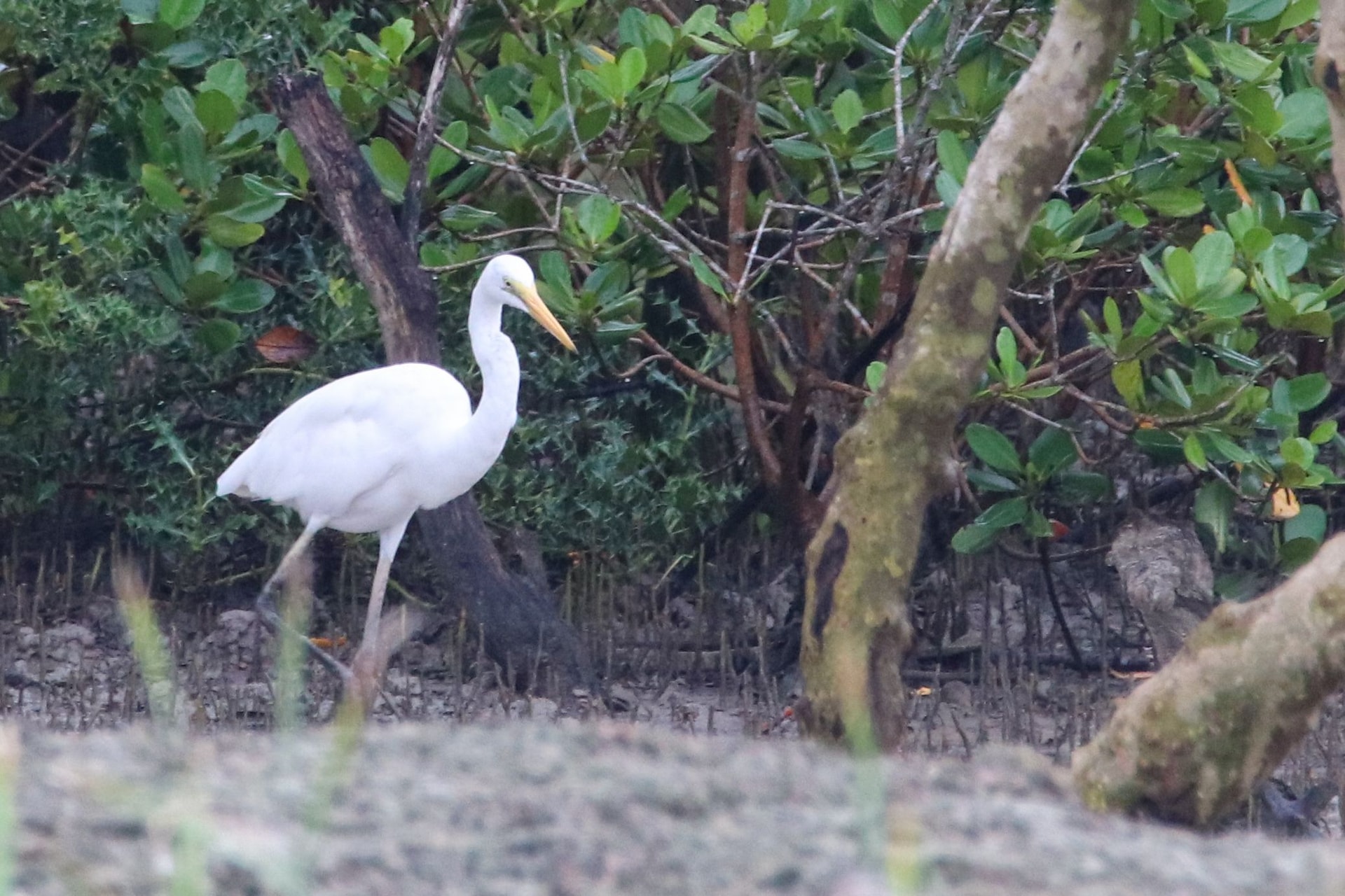 Great Egret — Wings of the Tide: A Birdwatching Journey Through the Sundarbans