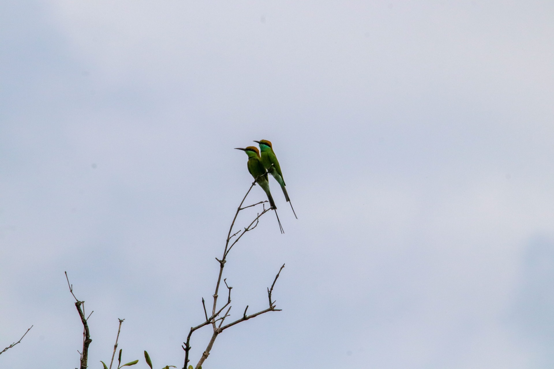 Green Bee-eater — Wings of the Tide: A Birdwatching Journey Through the Sundarbans