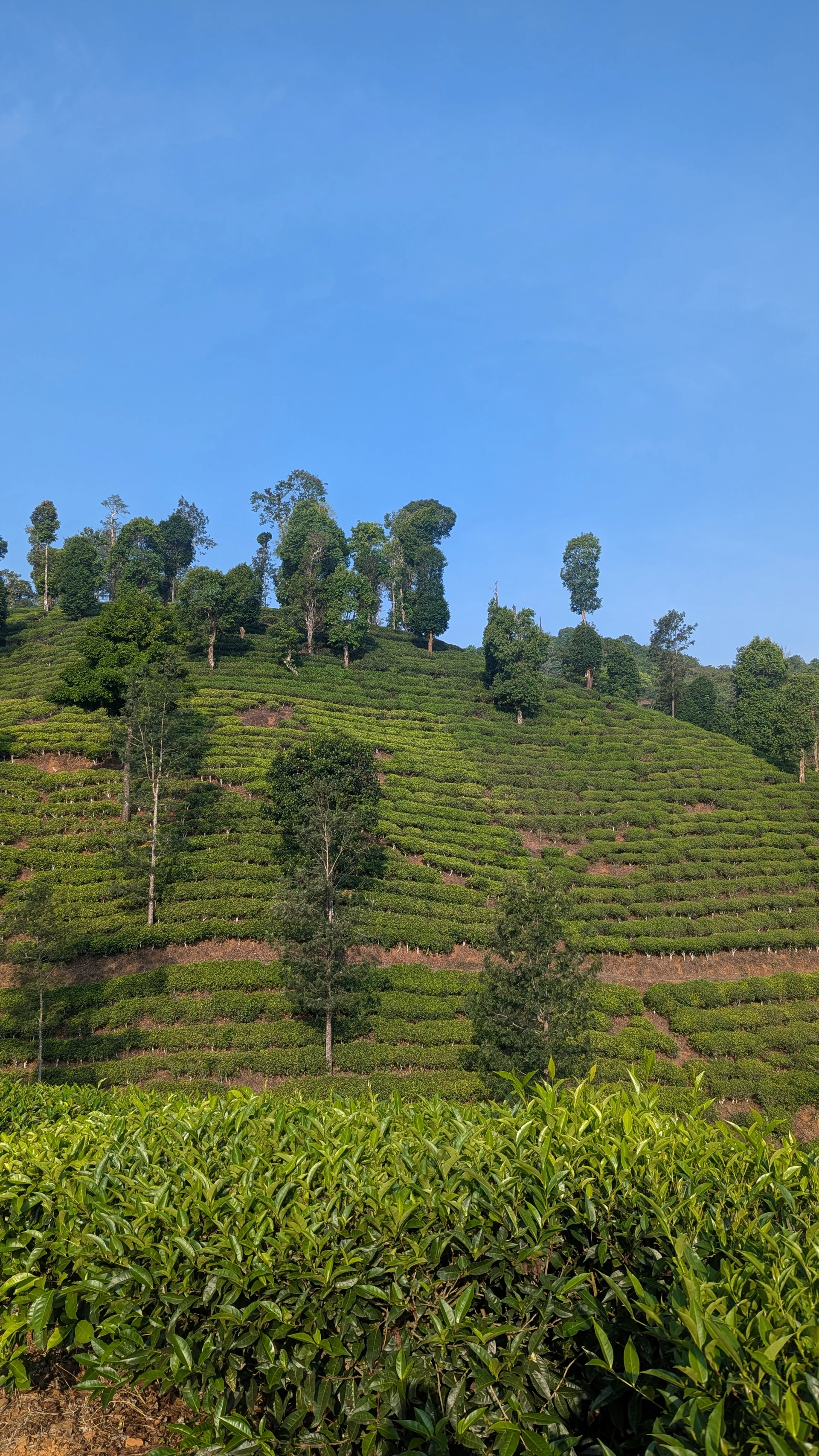 Breeze Cottages Samse Tea Estate Chikmagalur — view from the property across tea rows