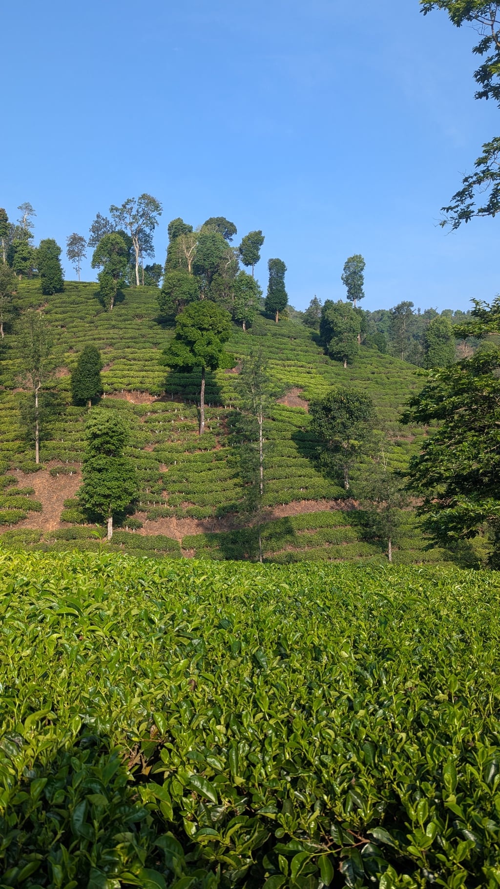 Google Pixel 7 — 7mm • ƒ/1.9 • 1/1167 • ISO 47