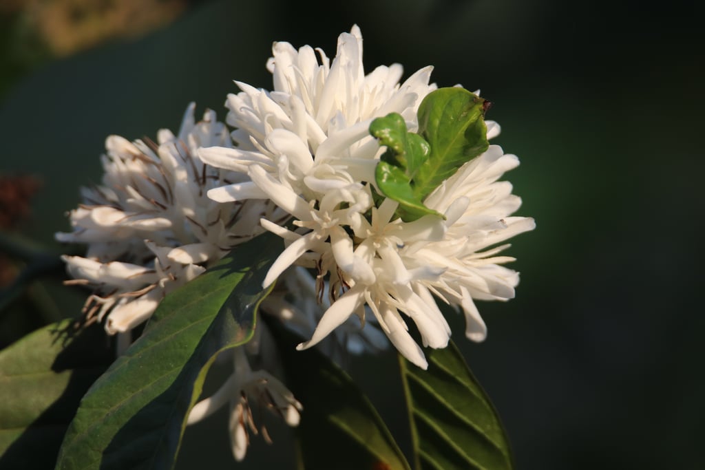 Canon Canon EOS 77D — 600mm • ƒ/6.3 • 1/800 • ISO 500