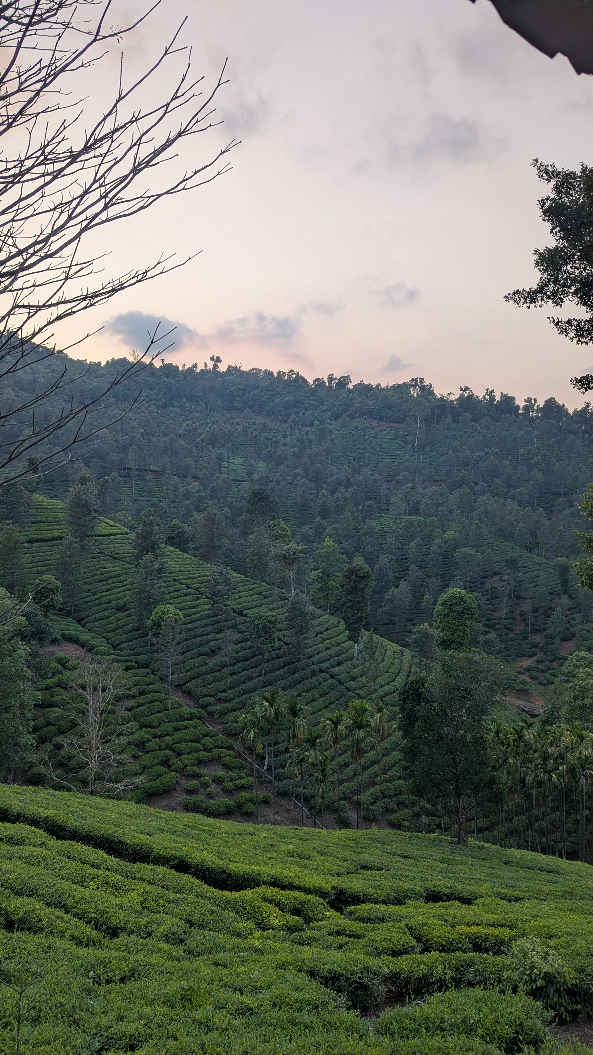 Road climbing through coffee and pepper estates between Mudigere and Samse, Chikmagalur