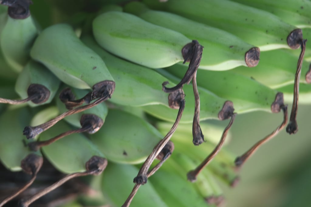 Canon Canon EOS 77D — 600mm • ƒ/6.3 • 1/50 • ISO 1600