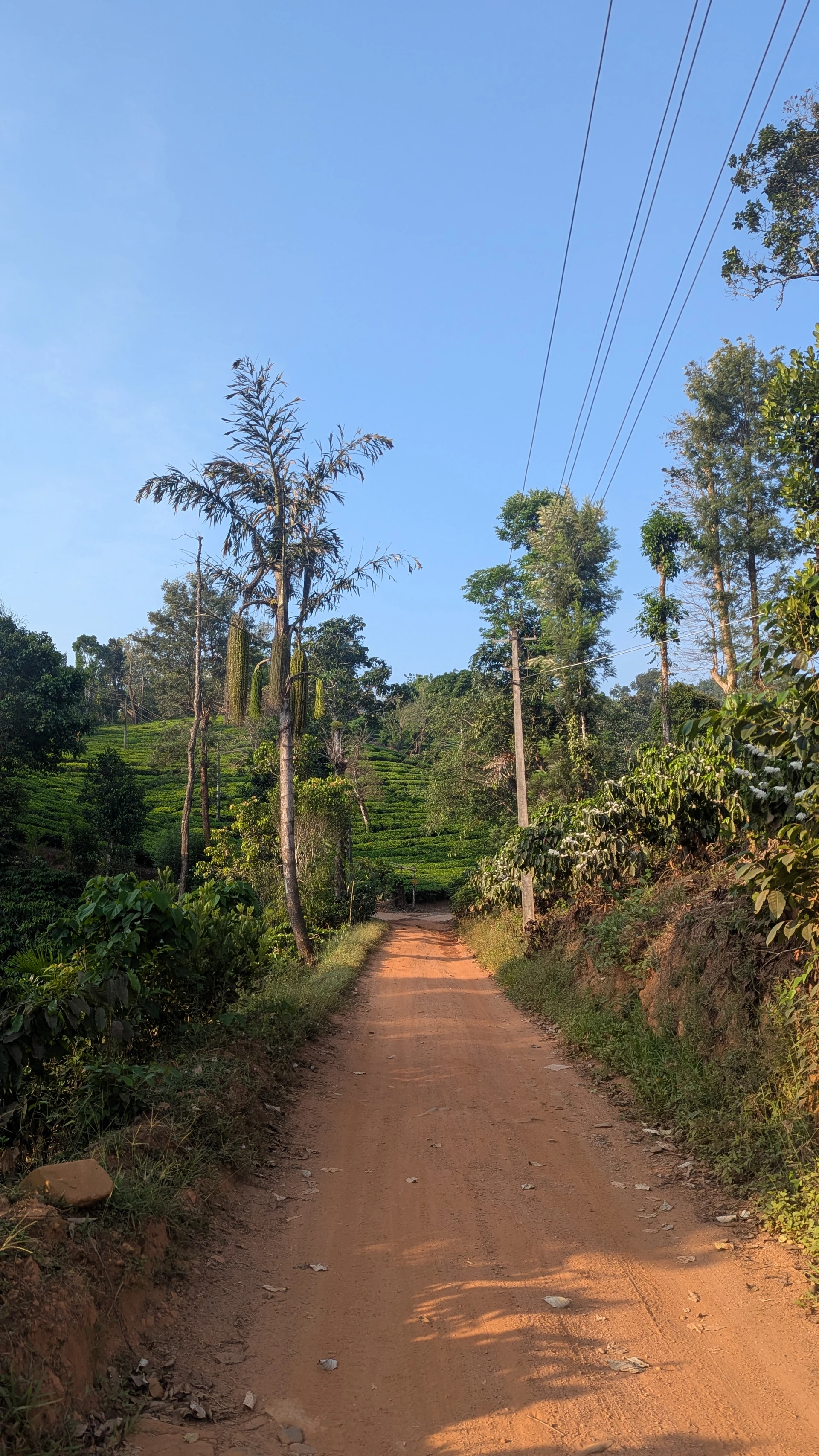 Sunset over Goomankhan tea estate Samse, Chikmagalur — evening light across the rows