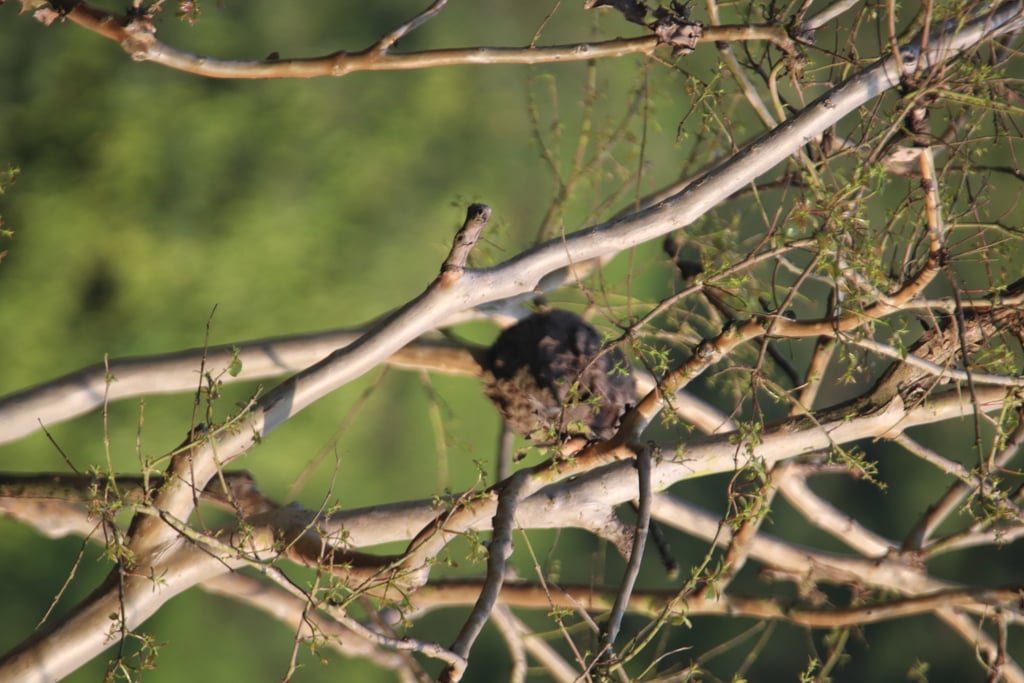 Canon Canon EOS 77D — 600mm • ƒ/6.3 • 1/1000 • ISO 640