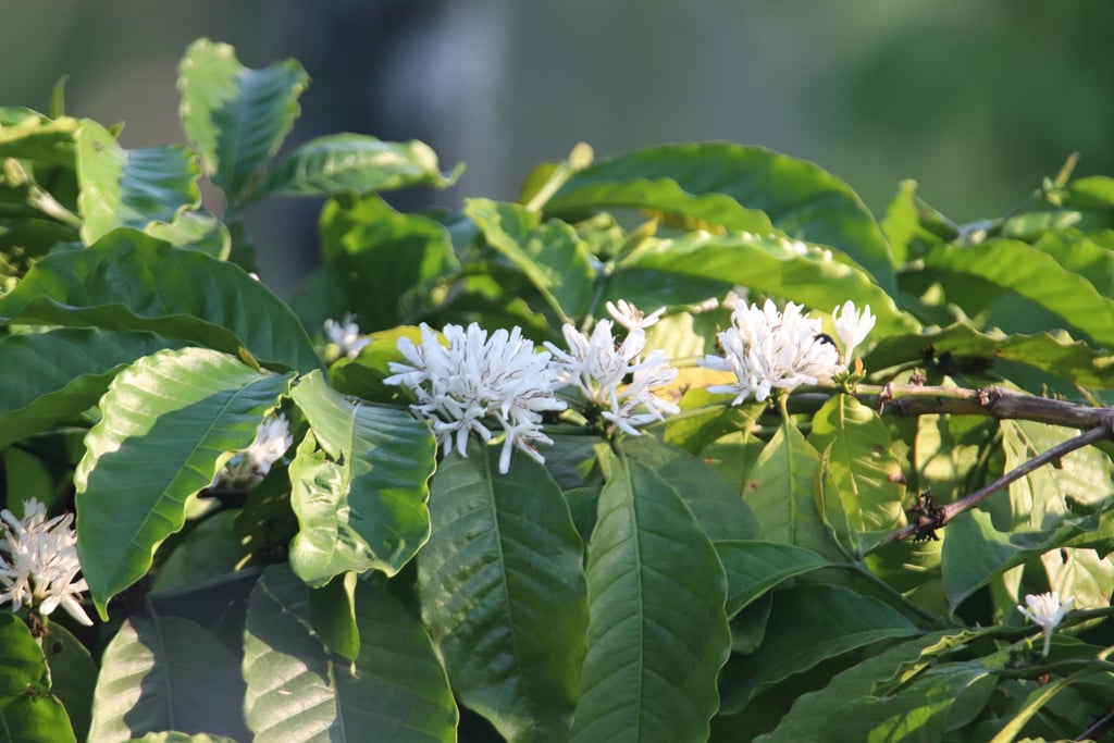 Canon Canon EOS 77D — 600mm • ƒ/6.3 • 1/640 • ISO 1600