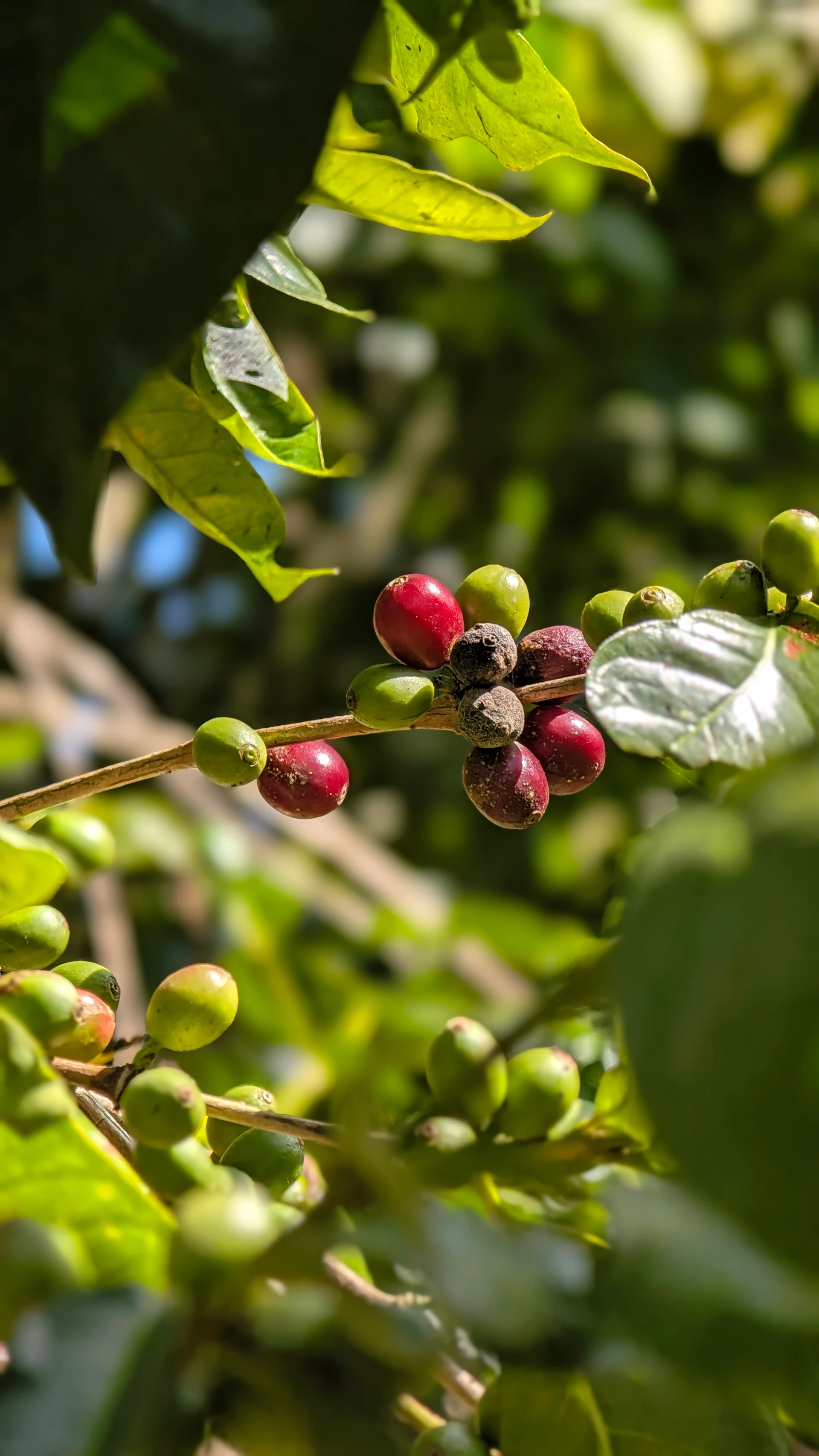 Ripening coffee cherries on an estate in Chikmagalur, September