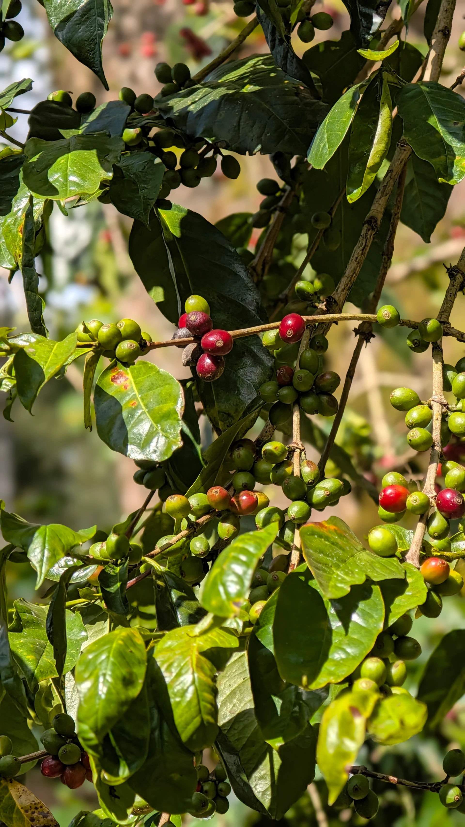 Ripening red coffee cherries on the plant at Woodway Estate, September