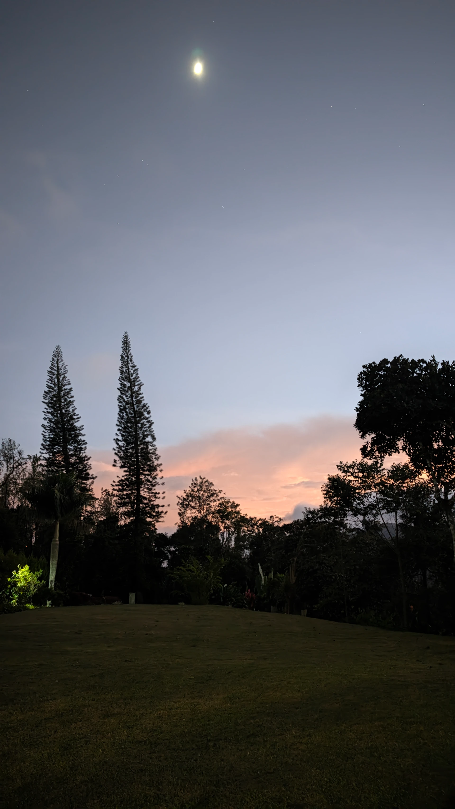 Moon rising over silhouetted trees at dusk, Woodway Estate