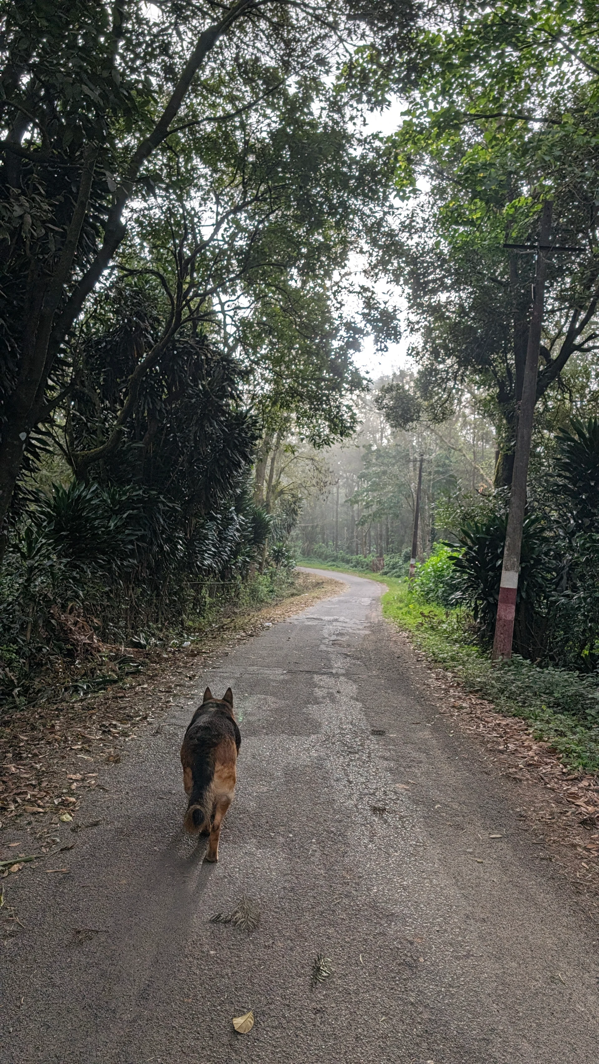 Quiet path through tall trees on Woodway Estate