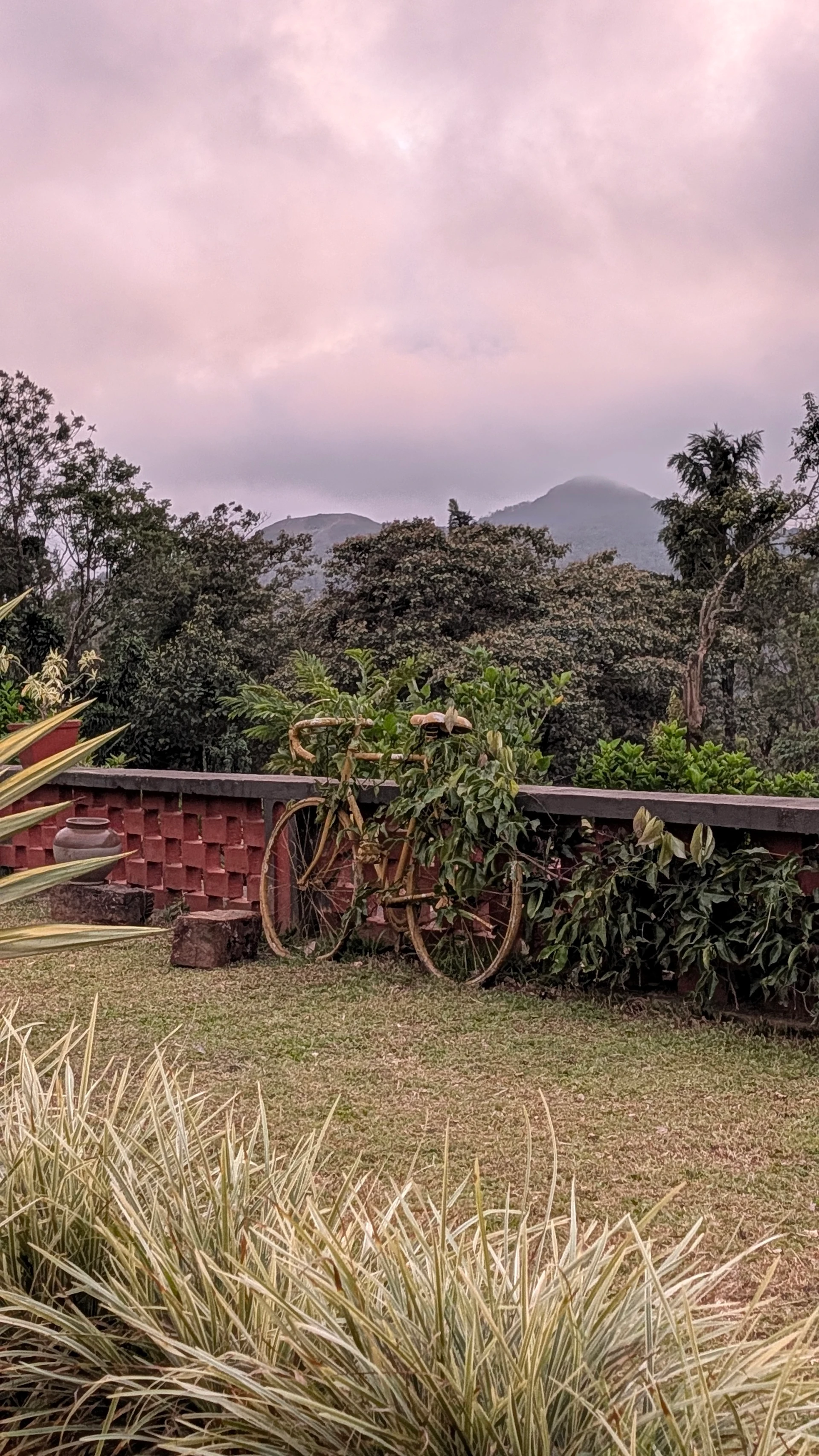 Old bicycle against a hedge with misty hills behind, Woodway Estate at dusk